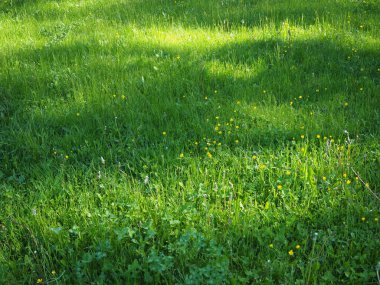 Tuzla aydınlatılmış sarı çiçekli yeşil çimenler. Arkaplan