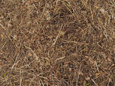 Sonbaharda çimenler kurur. Arkaplan