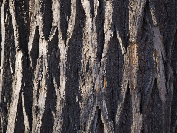 Geçmişi Gri Renkli Yaşlı Bir Ağacın Kabuğu — Stok fotoğraf