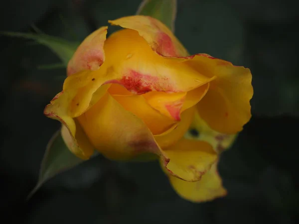 Thé Rose Lumière Naturelle — Photo