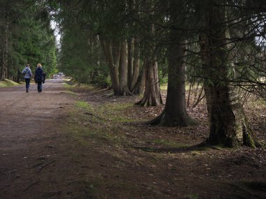 Büyük ağaçları olan karanlık bir ormanın içinden yol