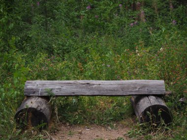 Dünya yüzeyinde büyük kökleri olan bir ağaç.