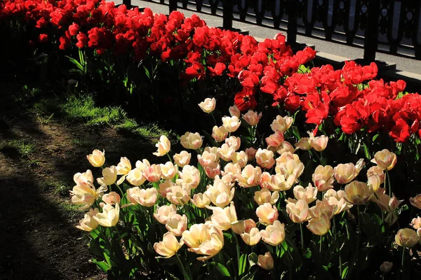 Red and white tulips in a spring park