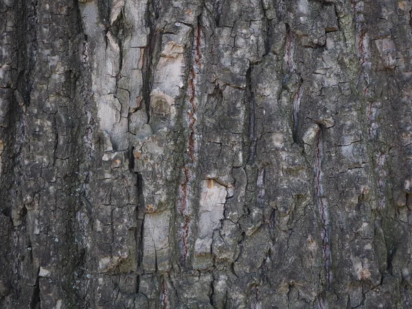 Large Tree Bark Rough Texture — Stock Photo, Image