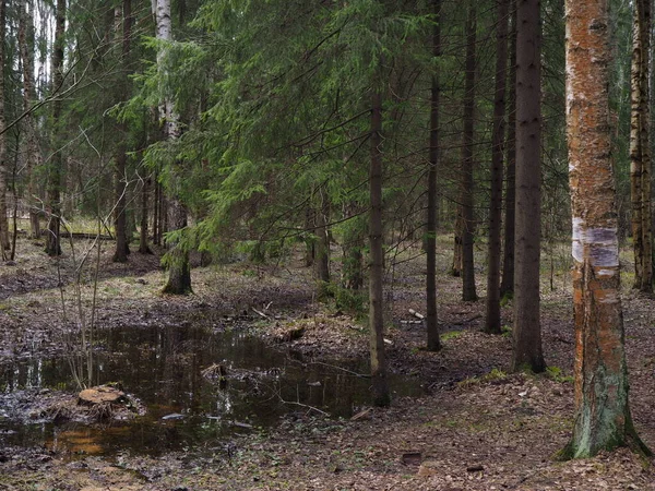 Pozemek Jehličnatého Lesa Malým Jezerem — Stock fotografie