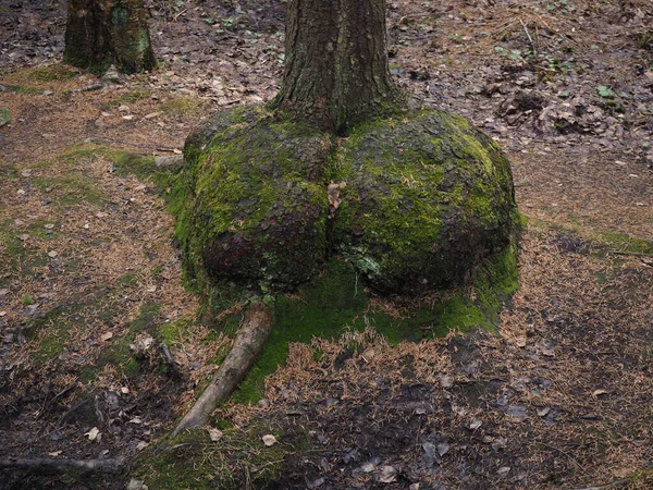 Neobvyklé Kořeny Stromu Pokrytého Mechem — Stock fotografie