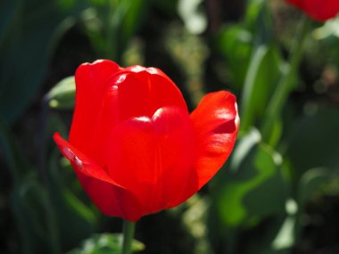 Güneş tarafından aydınlatılan yeşil bir zemin üzerinde yakın plan kırmızı lale