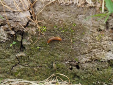Yağmur üstüne çamur.