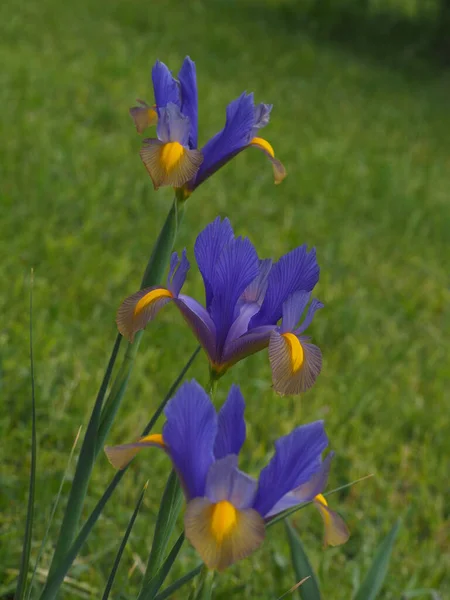 Closeup Purple Flowers Green Background — Stock Photo, Image