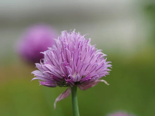 Kwiat Koniczyny Liliowej Zielonym Tle Światła — Zdjęcie stockowe