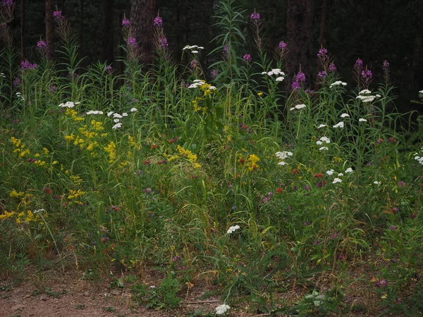 Dzikie Kwiaty Lesie Kolorze Białym Liliowym — Zdjęcie stockowe