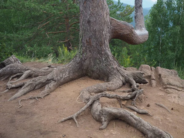Drzewo Niezwykłych Korzeniach Rosnące Zewnątrz — Zdjęcie stockowe