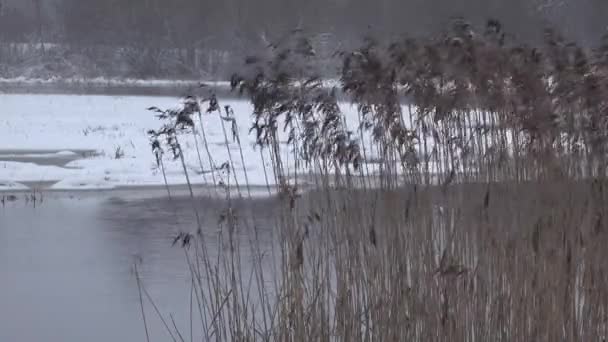 Reeds sway in the wind near unfrozen river flows in winter. Snowing and windy — Stock Video