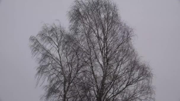 秋から冬にかけて風になびく葉のない木に雪が積もっています。白樺灰色の空 — ストック動画