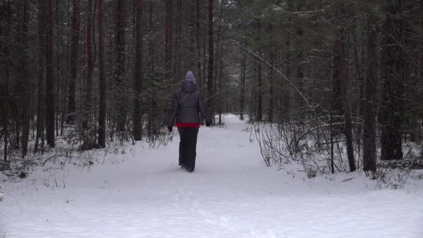Kışlık pantolonlu ve şapkalı bir kadın karlı bir çam ormanına gidiyor.. — Stok video
