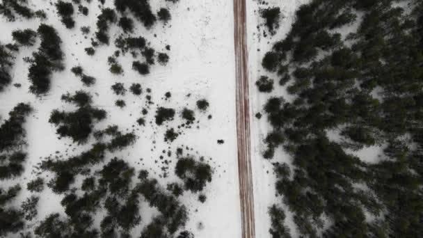 Політ під зимовим сосновим лісом з піщаною дорогою і мостом і річкою — стокове відео
