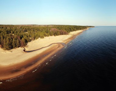 Finlandiya körfezi kıyısı ya da çam ormanı yakınında küçük dalgaları olan deniz