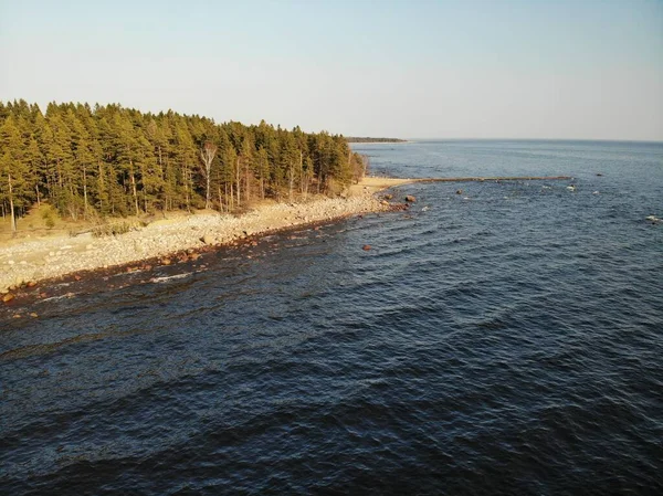 Wybrzeże plaży Zatoka Fińska lub morze z małymi falami w pobliżu lasu sosnowego — Zdjęcie stockowe