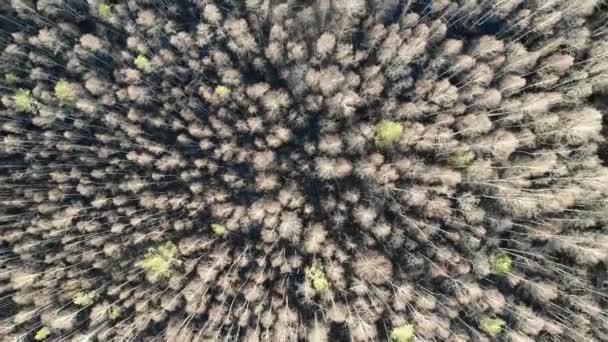 De arriba abajo hasta la primavera o el bosque de otoño con pinos y agua en el suelo — Vídeo de stock