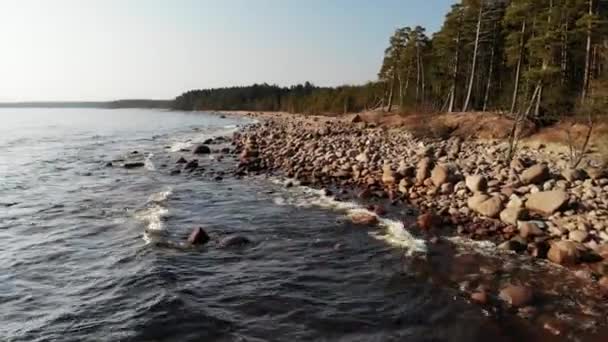 Політ вздовж узбережжя Фінської затоки з невеликими хвилями біля соснового лісу — стокове відео