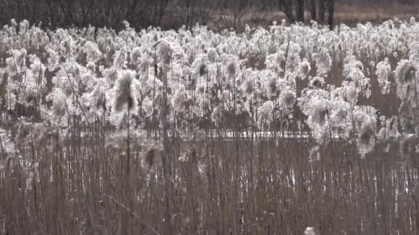 美丽而宁静的风景。芦苇在风中摇曳,在阳光下发光. — 图库视频影像