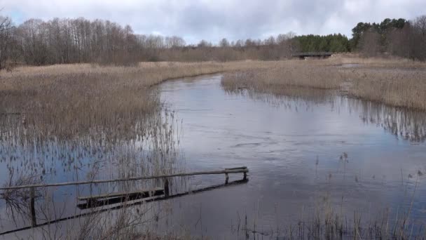 Floden rinner nära vassen svajar i vinden i skogen. badbrygga — Stockvideo