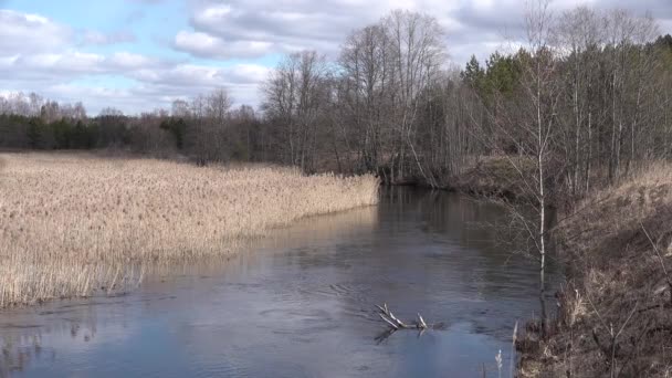 El río fluye cerca de las cañas se balancean en el viento el bosque. Río con costa empinada — Vídeos de Stock