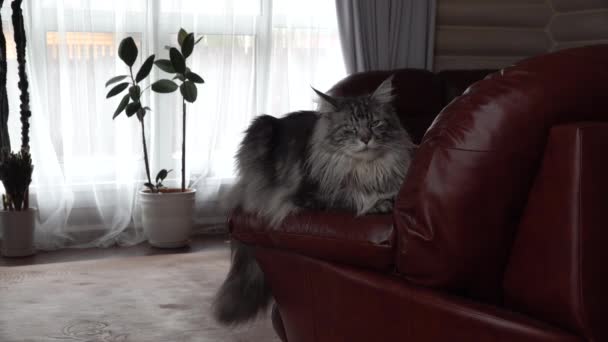 Maine Coon gato gris con borlas en las orejas se sienta acostado en un sofá de cuero marrón — Vídeos de Stock
