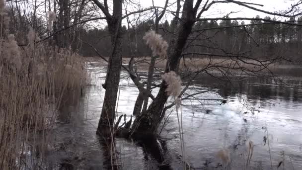 Un árbol está parado en un río en primavera sin hojas. Las cañas revolotean el viento . — Vídeos de Stock