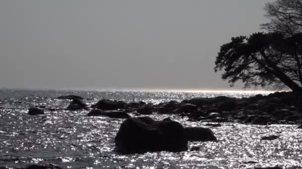 Woda małe fale błyszczy przez słońce o zachodzie słońca. jezioro z kamieni samotny sosnowy peleryna — Wideo stockowe