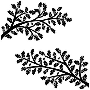 Yaprakları ve beyaz arka plan üzerinde izole meşe palamutları meşe dalları. İç dekorasyon için kullanılabilir