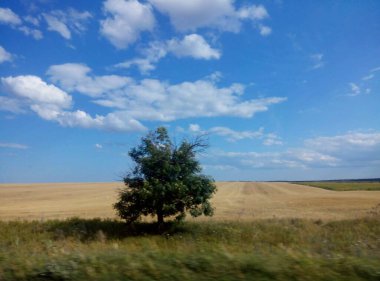 Güneşli bir gün. Sahada bir ağaç.