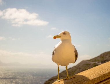 Yemek için yalvaran bir martı.