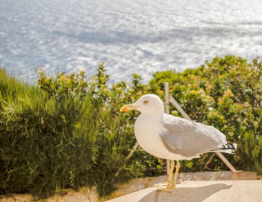 Yemek için yalvaran bir martı.