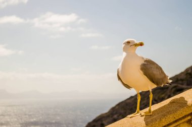 Yemek için yalvaran bir martı.