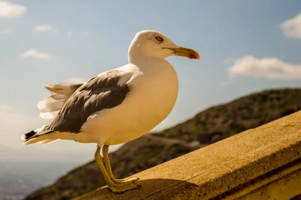 Eine Möwe Bettelt Nahrung — Stockfoto