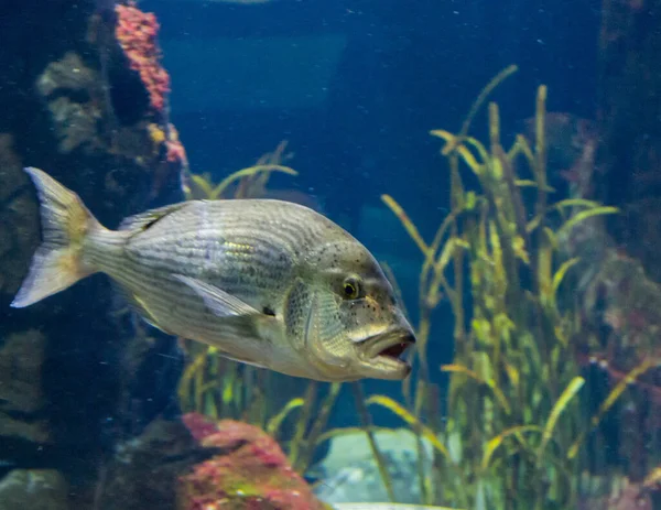 Beautiful salt aquarium fish swimming around