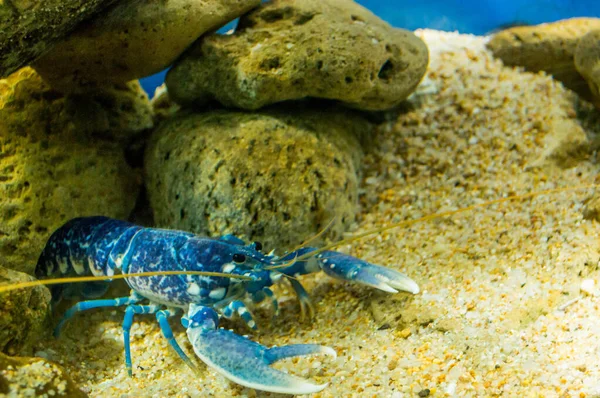 Beautiful Blue Lobster Aquarium Stock Picture