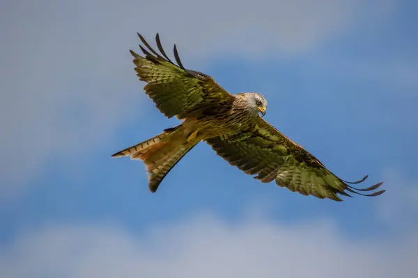 yeşil uçurtma (milvus milvus )