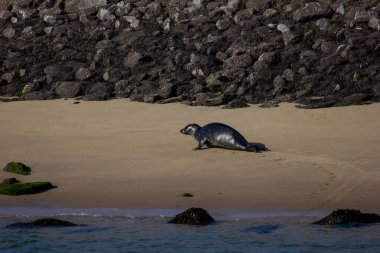 Rotterdam Limanı 'nı mühürleyin.