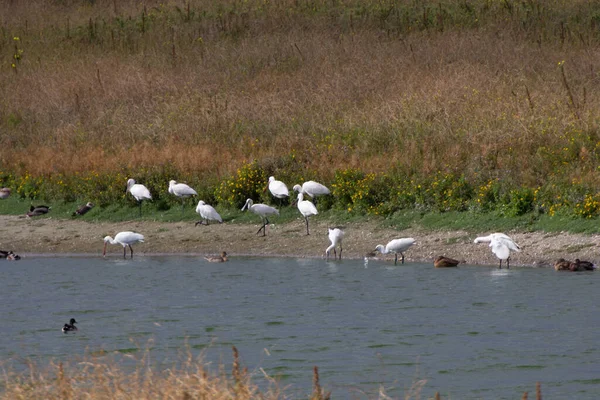 Rotterdam Limanı 'nda kaşık faturaları