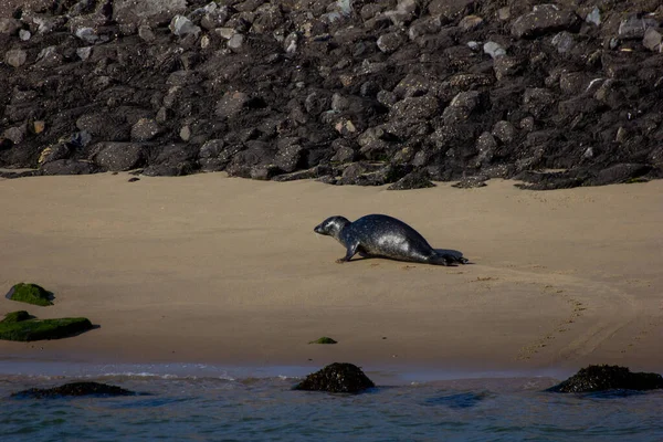 Rotterdam Limanı 'nı mühürleyin.