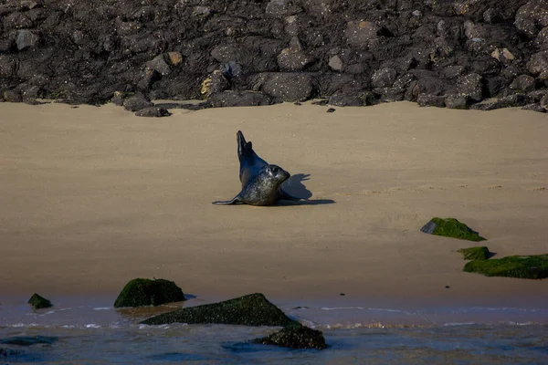 Rotterdam Limanı 'nı mühürleyin.