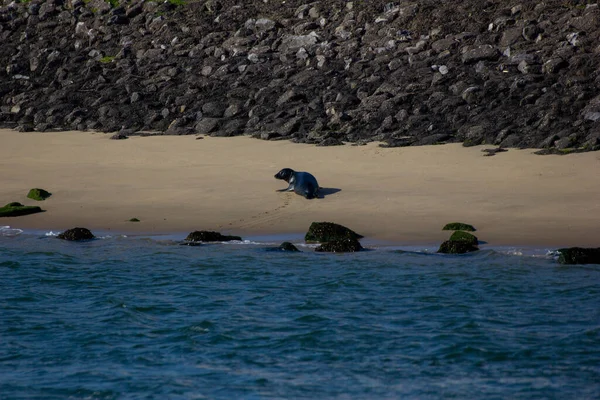 Seal Beach Porto Roterdão — Fotografia de Stock