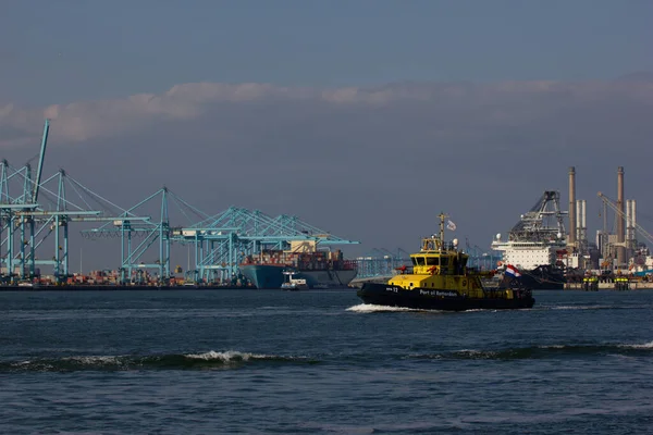 Rotterdam Limanı 'nda pilot bot.