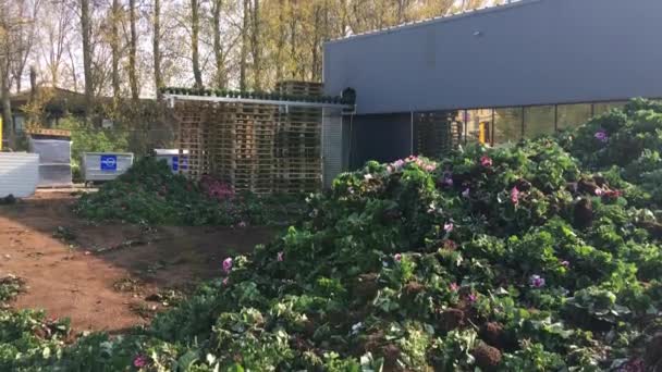 コロナ危機による鉢植えの花の破壊 — ストック動画
