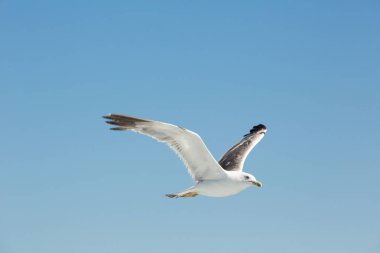 Açık havada uçan martı