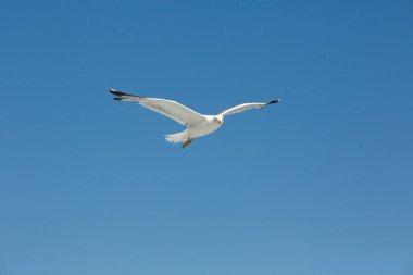 Açık havada uçan martı