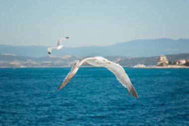 Martı denizin üzerinde uçuyor.