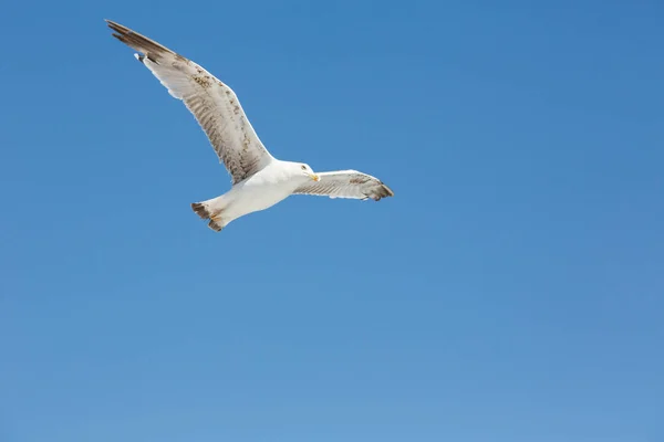 Seagull πτήσης σε καθαρό ουρανό — Φωτογραφία Αρχείου